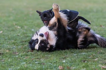 Bild 80 - Hundeshooting